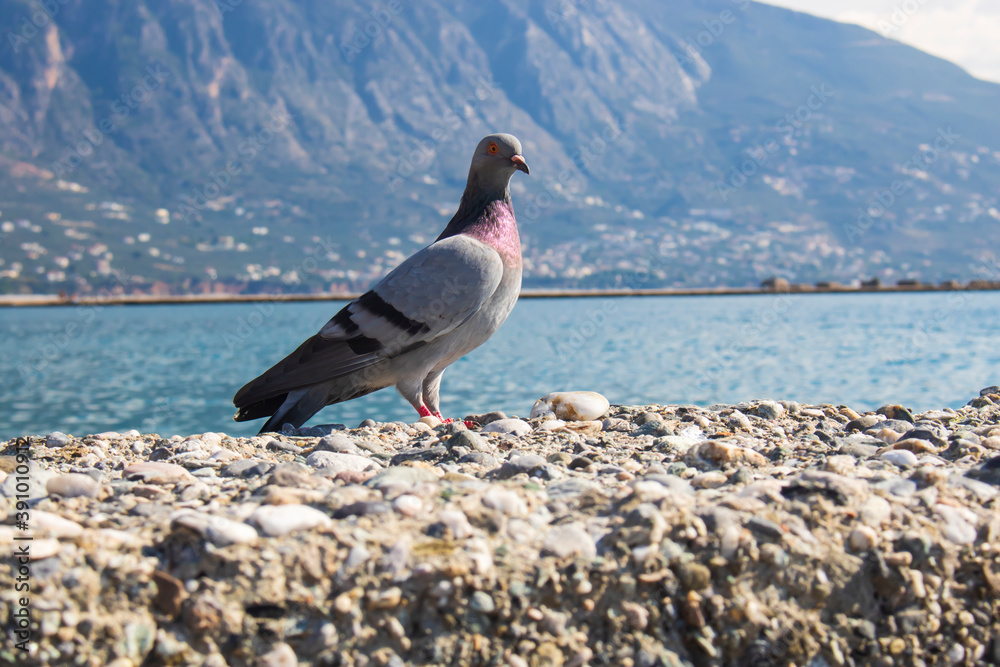 Fototapeta premium pigeon rock pigeon dove rock dove at beach close up