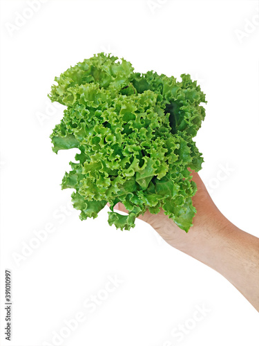 lettuce salad in hand on a white background