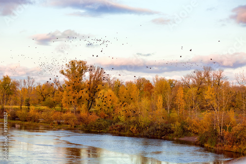 Golden autumn in the city, on the banks of the river. Crows fly over the trees.