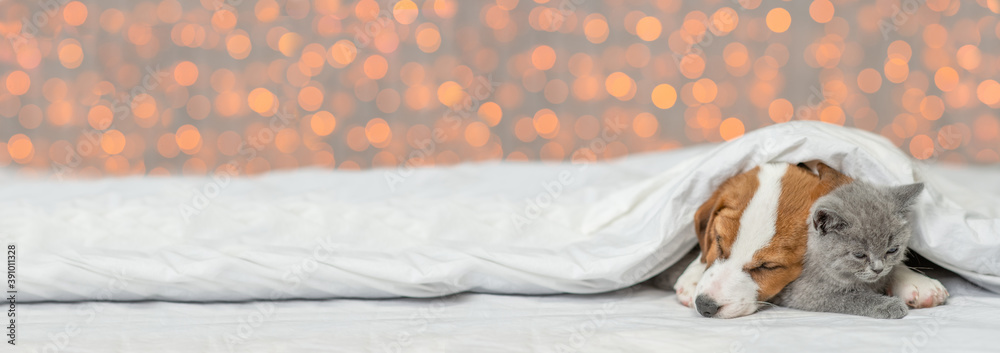 Obraz premium Cute kitten and Jack russell terrier puppy sleep together under warm blanket on a bed on festive background. Empty space for text