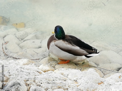 Pato real en el lago del parque.

