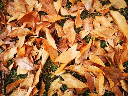 Hojas de otoño doradas y rojas que cubren el suelo. 
