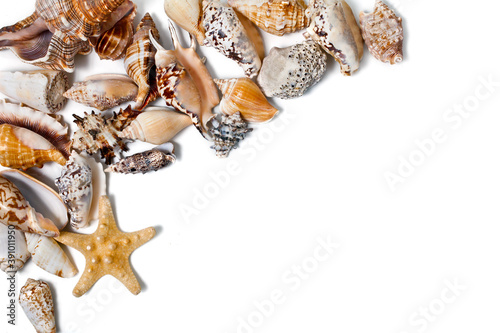 Seashells and starfish isolated on a white background. Top view.