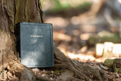 Holy Bible outdoors on the tree trunk and sunlight. Blurred background. Copy space. Horizontal shot
