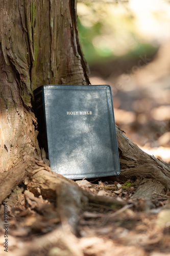 Holy Bible outdoors on the tree trunk and sunlight. Blurred background. Copy space. Vertical shot.