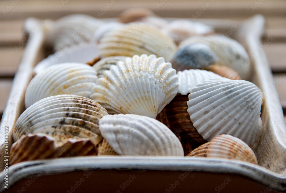 Collection of seashells collected on the beaches of Galicia (Spain)	