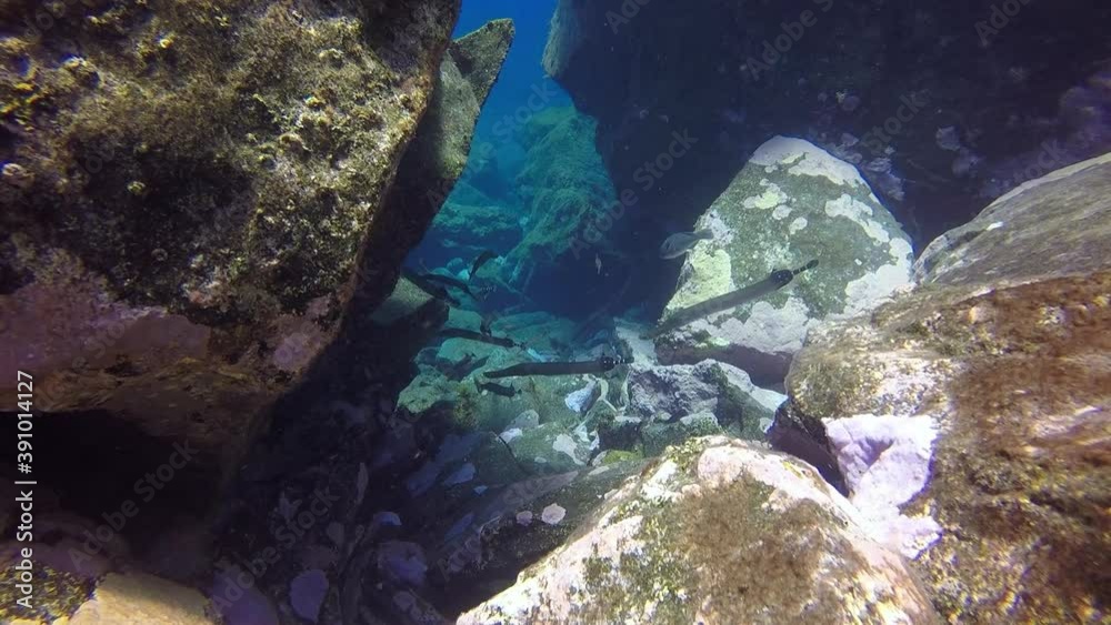 custom made wallpaper toronto digitalFish flute underwater in Atlantic ocean. Amazing, awesome, incredible, fascinating marine inhabitants on seabed of La Palma Canary Islands. Relax video about marine fish in undersea world.