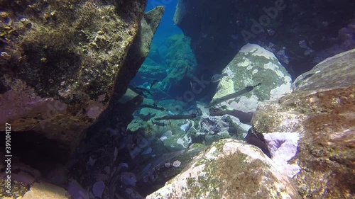 Wallpaper Mural Fish flute underwater in Atlantic ocean. Amazing, awesome, incredible, fascinating marine inhabitants on seabed of La Palma Canary Islands. Relax video about marine fish in undersea world. Torontodigital.ca