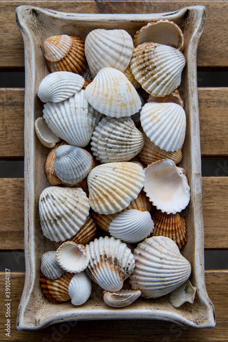 Collection of seashells collected on the beaches of Galicia  Spain  