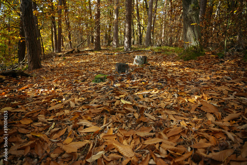 Wald im Sonnenlicht