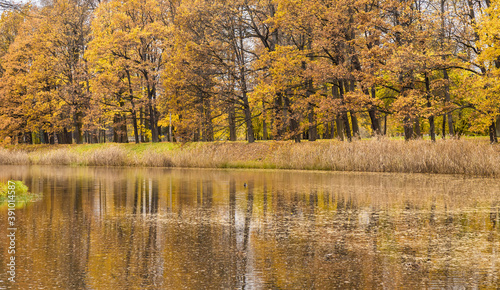 Autumn yellow forest with reflections in the water. Autumn concept