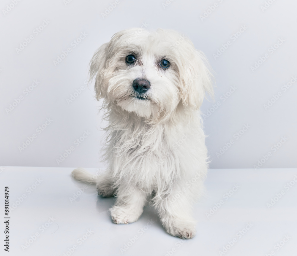 Adorable dog over isolated white background. Adorable dog over isolated white background.