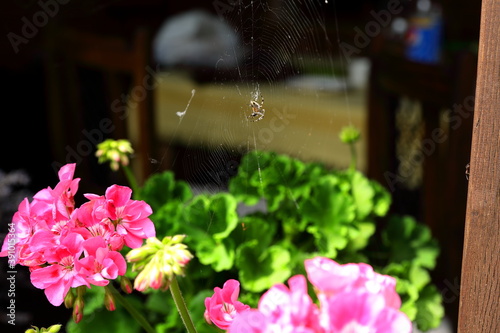 Mały pająk rozwijający sieci pomiędzy kwiatami malwy drzewiastej