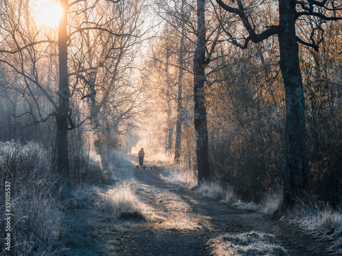 Atmospheric winter landscape with a Sunny foggy path, trees covered with frost and the silhouette of a man walking a pack of dogs.