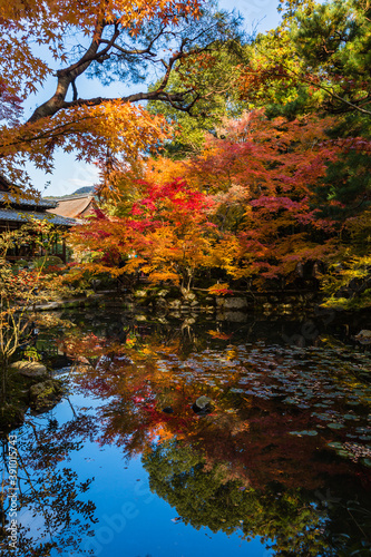 日本 京都、天授庵の南庭の紅葉
