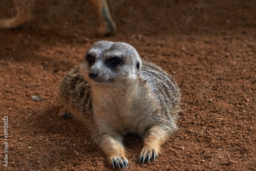 Beautiful portrait of a meerkat lying down while looking straight ahead in a zoo in valencia spain © Vicente