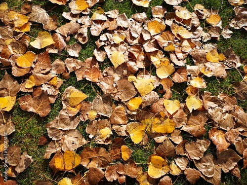 Hojas de otoño doradas y rojas que cubren el suelo.
