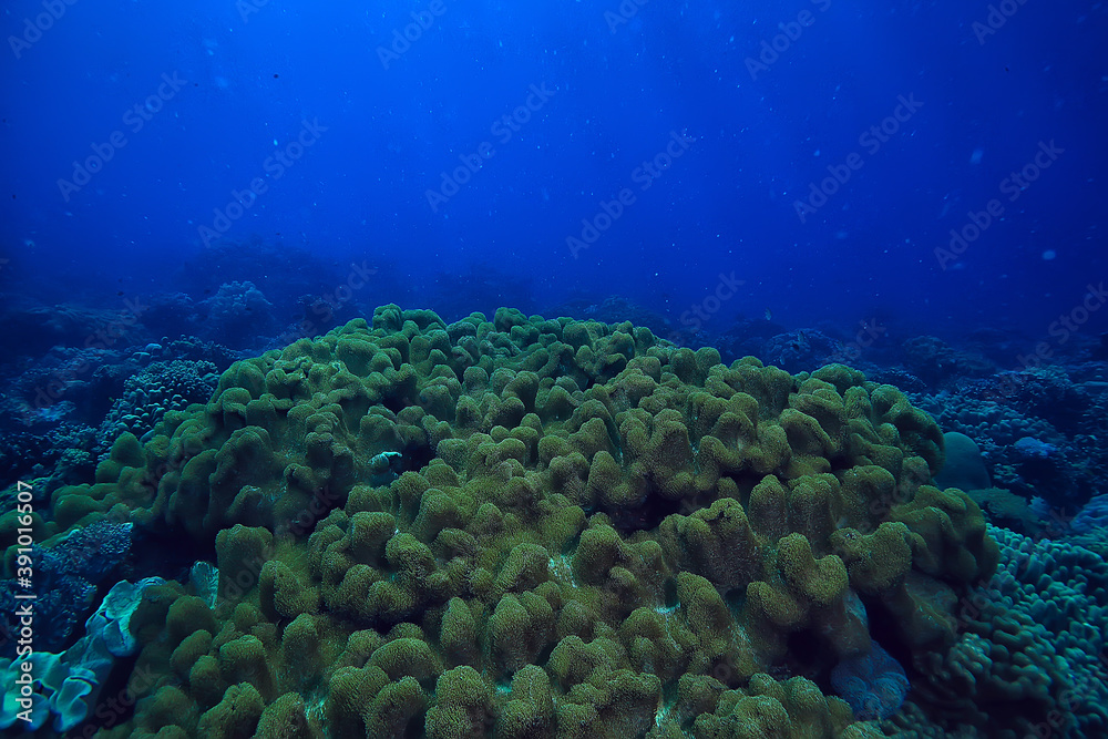 underwater scene / coral reef, world ocean wildlife landscape underwater scene / coral reef, world ocean wildlife landscape