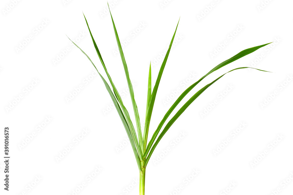 Napier grass isolated on white background (focus selection).