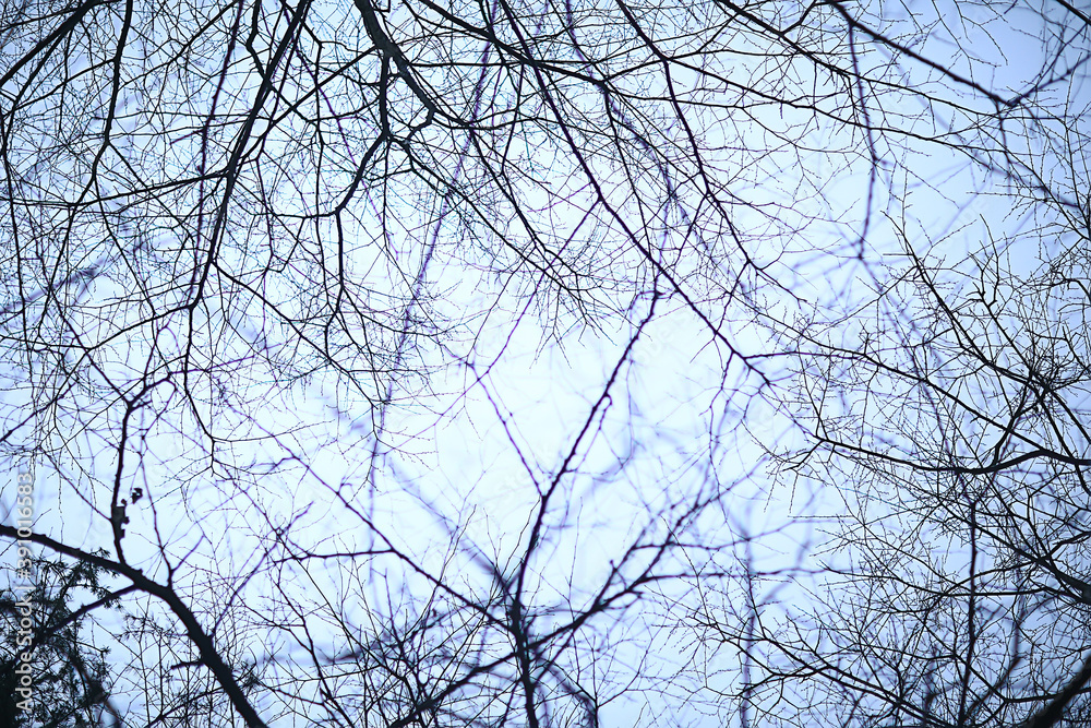 branches without leaves evening autumn, abstract seasonal background sadness branches without leaves evening autumn, abstract seasonal background sadness