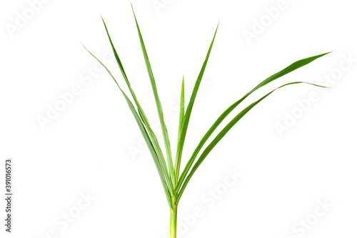 Napier grass isolated on white background (focus selection).