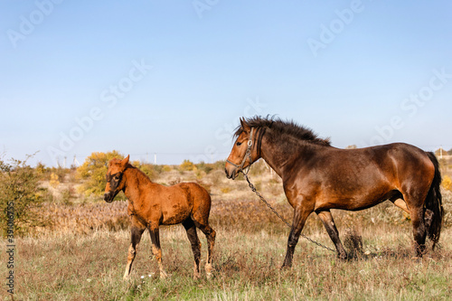 a little brown foal with a horse walking in the field