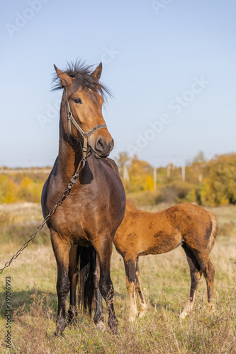 beautiful brown horse with his foal in the meadow on a sunny day © Sergey