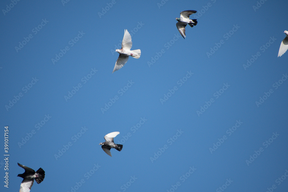 Doves and Pigeons flying above me with a blue sky background. Doves and Pigeons flying above me with a blue sky background.