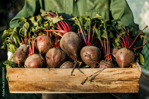 Fotografi male farmer holds a wooden crate full of freshly picked beets