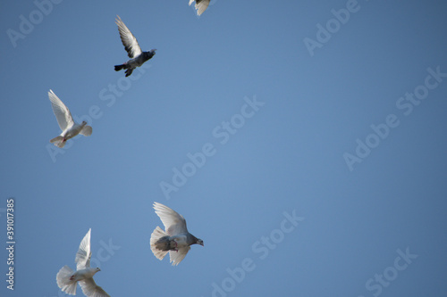 Doves and pigeons in flight together
