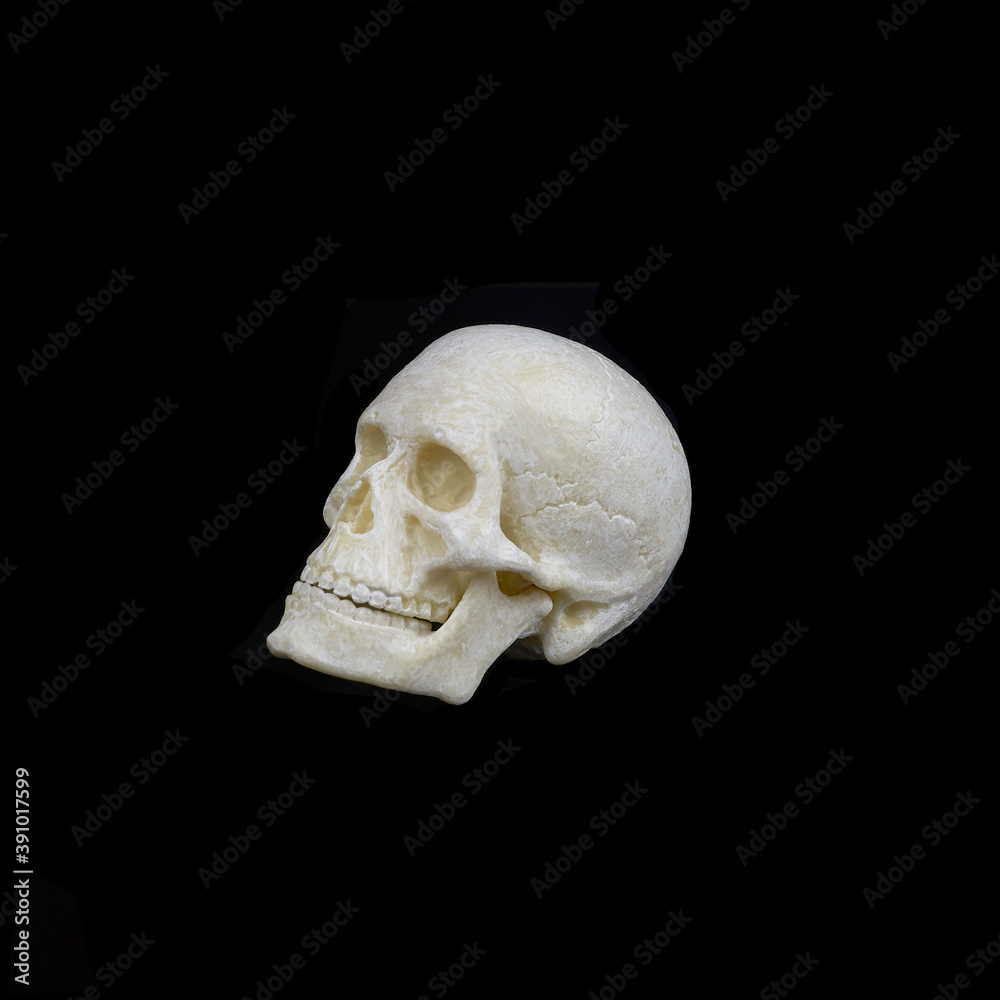 human skull side view on black background human skull side view on black background