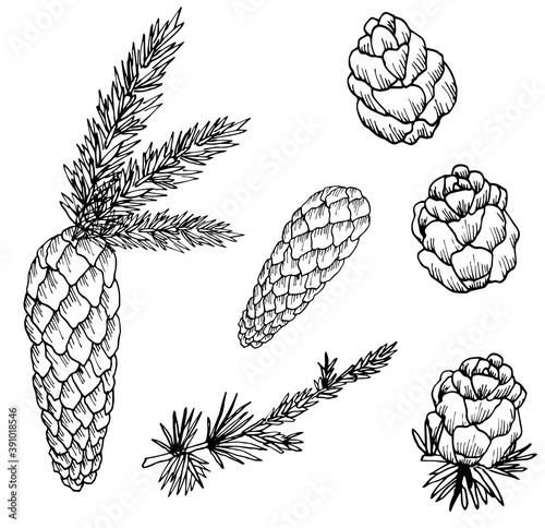 Set of cute fir and pine cones and branches isolated on a white background. Vector illustration in sketch style for a book or design. Beautiful Botanical background of different cones. Linear drawing