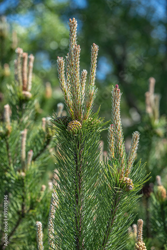 Beautiful green wild Spruce Tree with small young colorful cones, closeup, details.