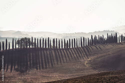 Spectacular magical Tuscany lane of italian evergreen cypress