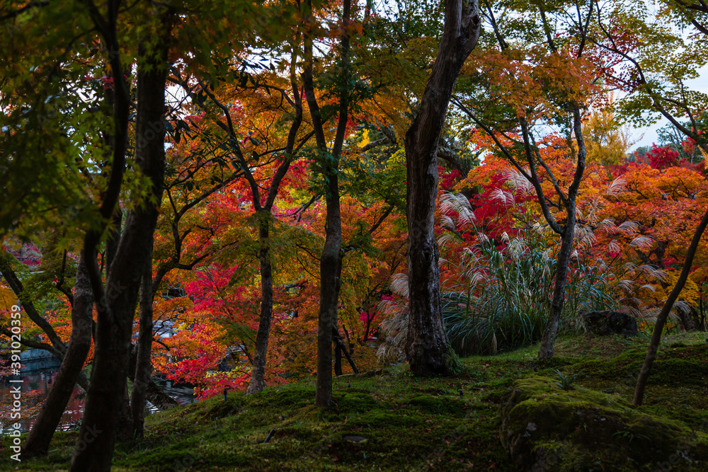 Naklejka premium 日本 京都、永観堂の紅葉