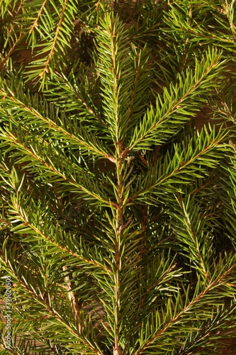 Christmas texture. Spruce branch close-up. Bright background. New year mood.