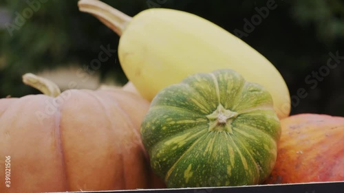 lot de légume d'automne, citrouille, courge, pâtisson, potimarron