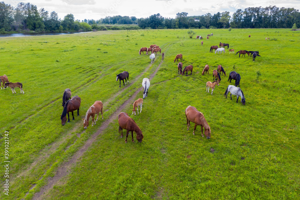 Fototapeta premium A herd of horses graze in a green meadow along the river