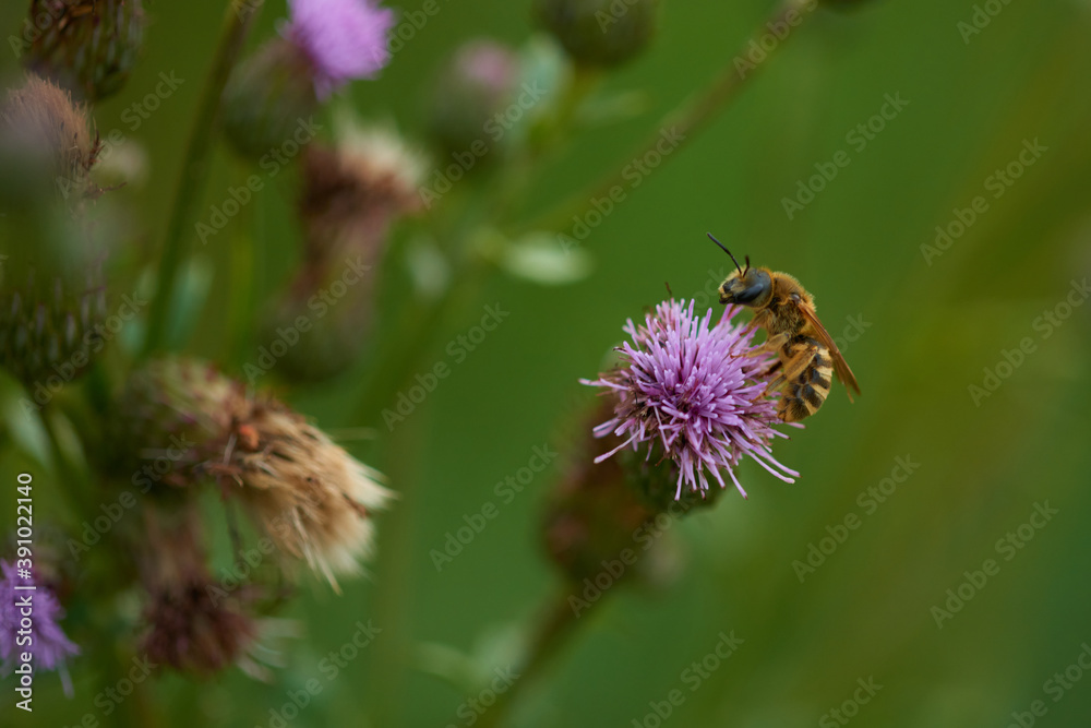 Gelbbindige Furchenbiene (Halictus scabiosae) auf einer Distel Gelbbindige Furchenbiene (Halictus scabiosae) auf einer Distel