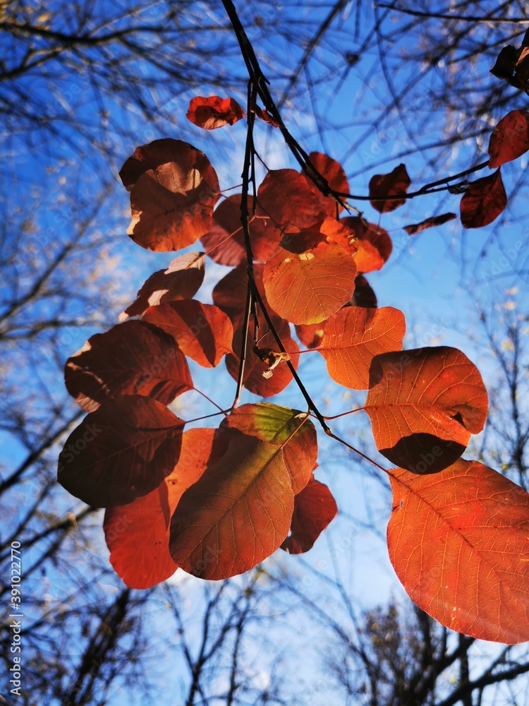 red maple leaves