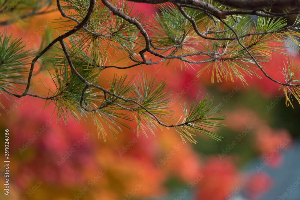 秋の鮮やかな紅葉の木の風景 秋の鮮やかな紅葉の木の風景