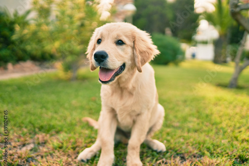Beautiful and cute golden retriever puppy dog having fun at the park sitting on the green grass. Lovely labrador purebred doggy © Krakenimages.com