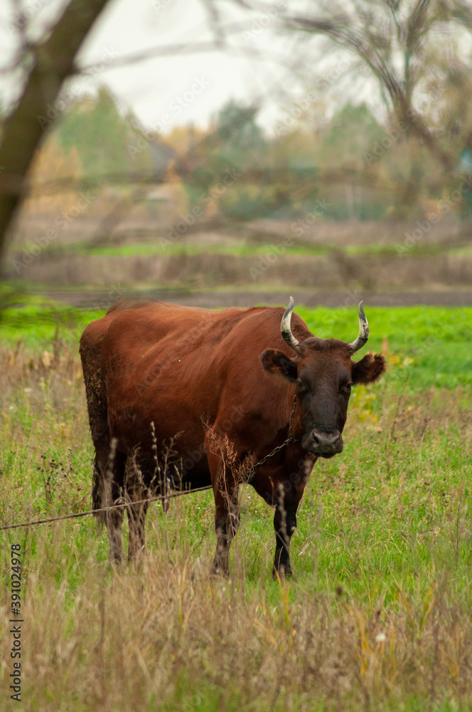 brown cow grazing in the field. place for text brown cow grazing in the field. place for text