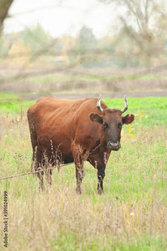 brown cow grazing in the field. place for text brown cow grazing in the field. place for text