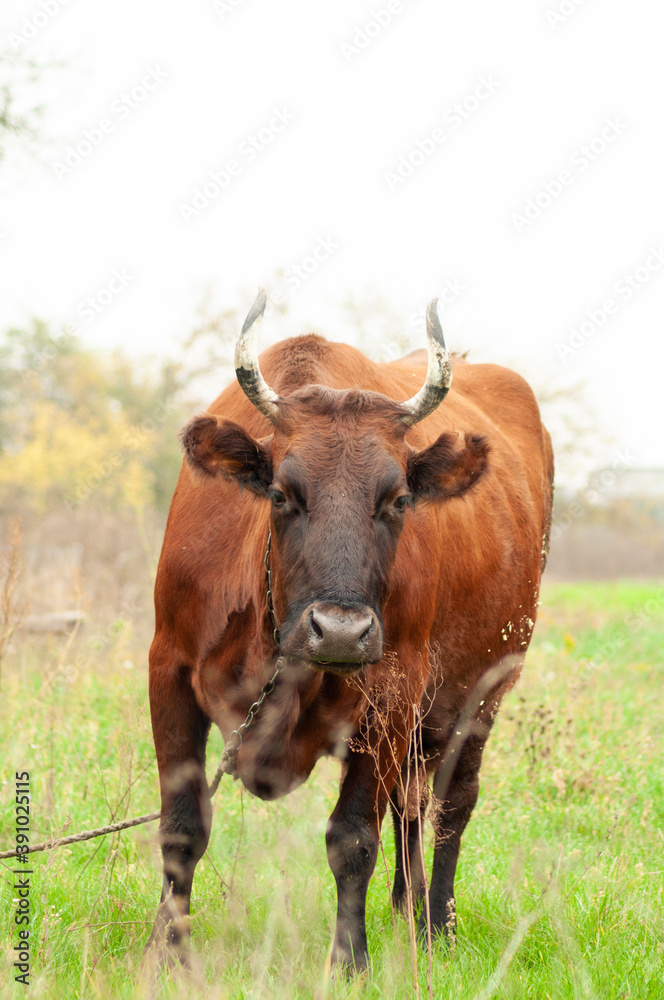 brown cow grazing in the field. place for text