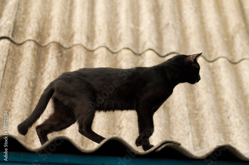 black beautiful cat walks on a slate roof in the village