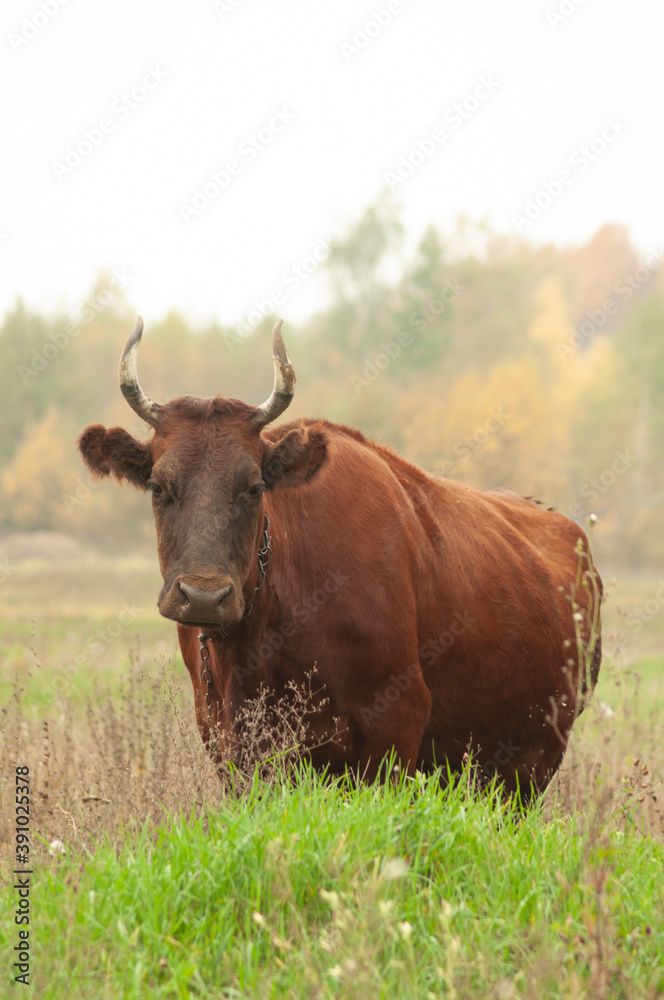 brown cow grazing in the field. place for text brown cow grazing in the field. place for text