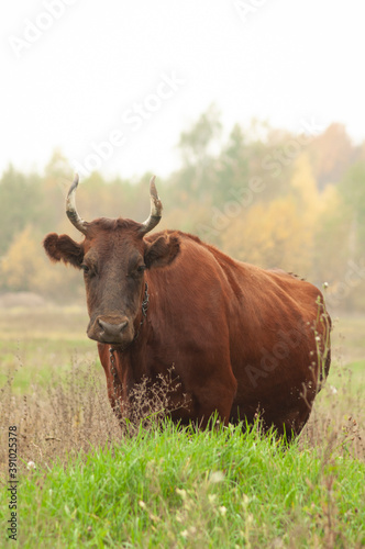 brown cow grazing in the field. place for text