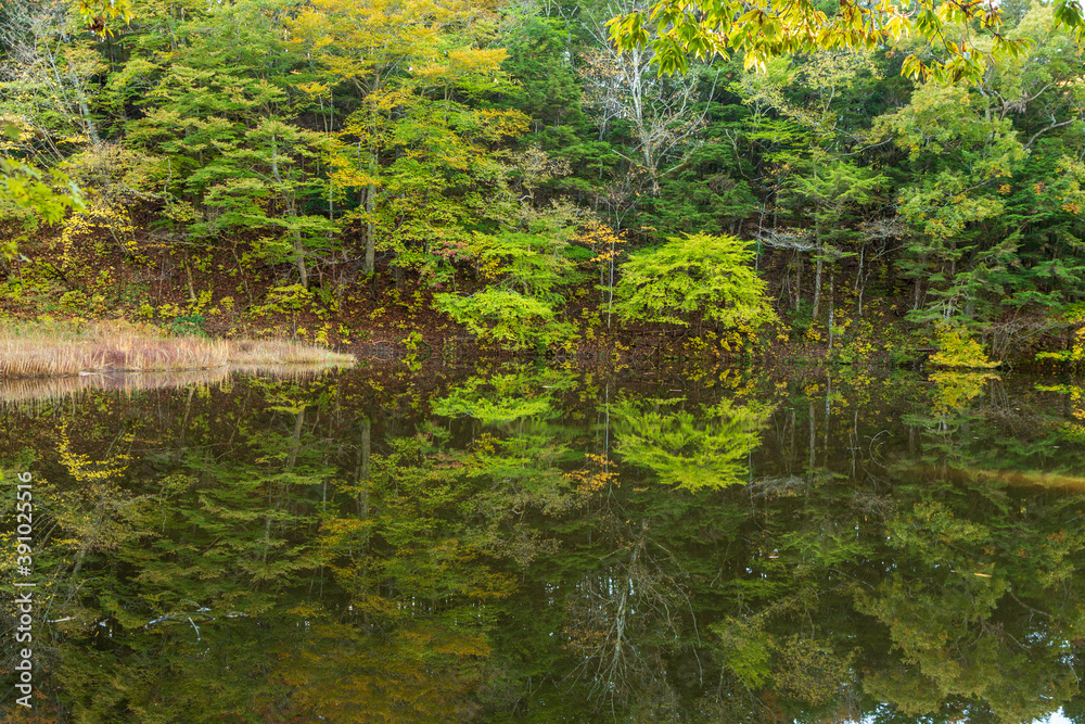 甘利山椹池の水面に映る紅葉 甘利山椹池の水面に映る紅葉