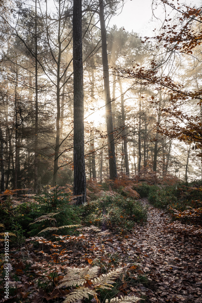 Obraz premium Autumn forest in the morning. Little path trough the autumn forest and sun shining trough the trees.